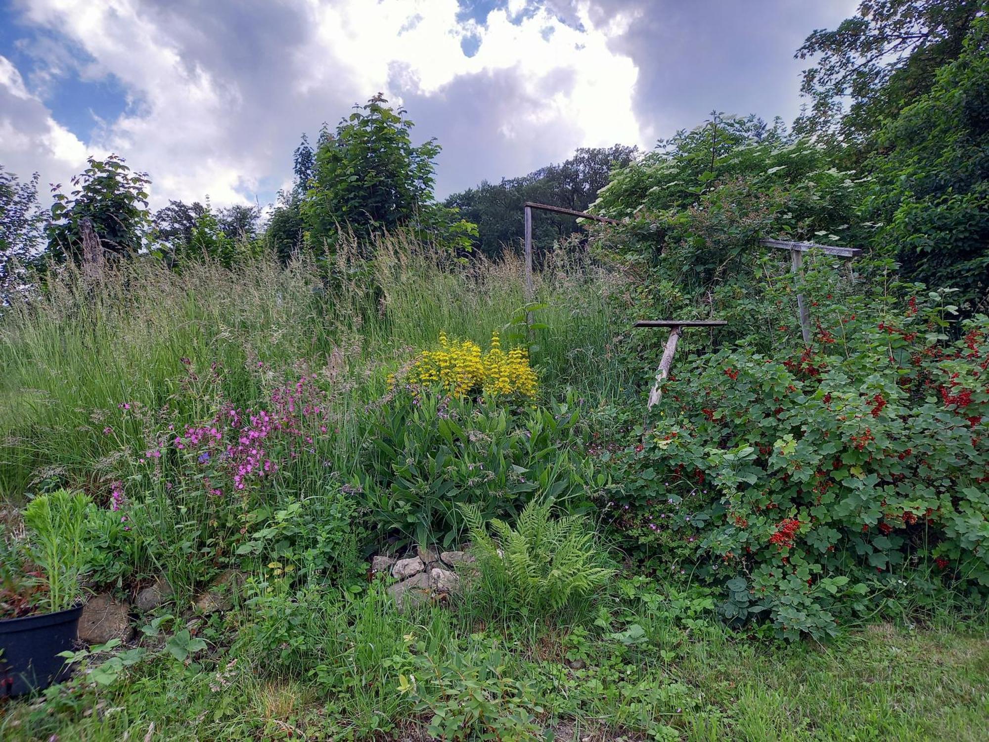 Elfenhaeuschen Mit 3 Dtv Sternen Ausgezeichnet Villa Bad Harzburg Exterior photo